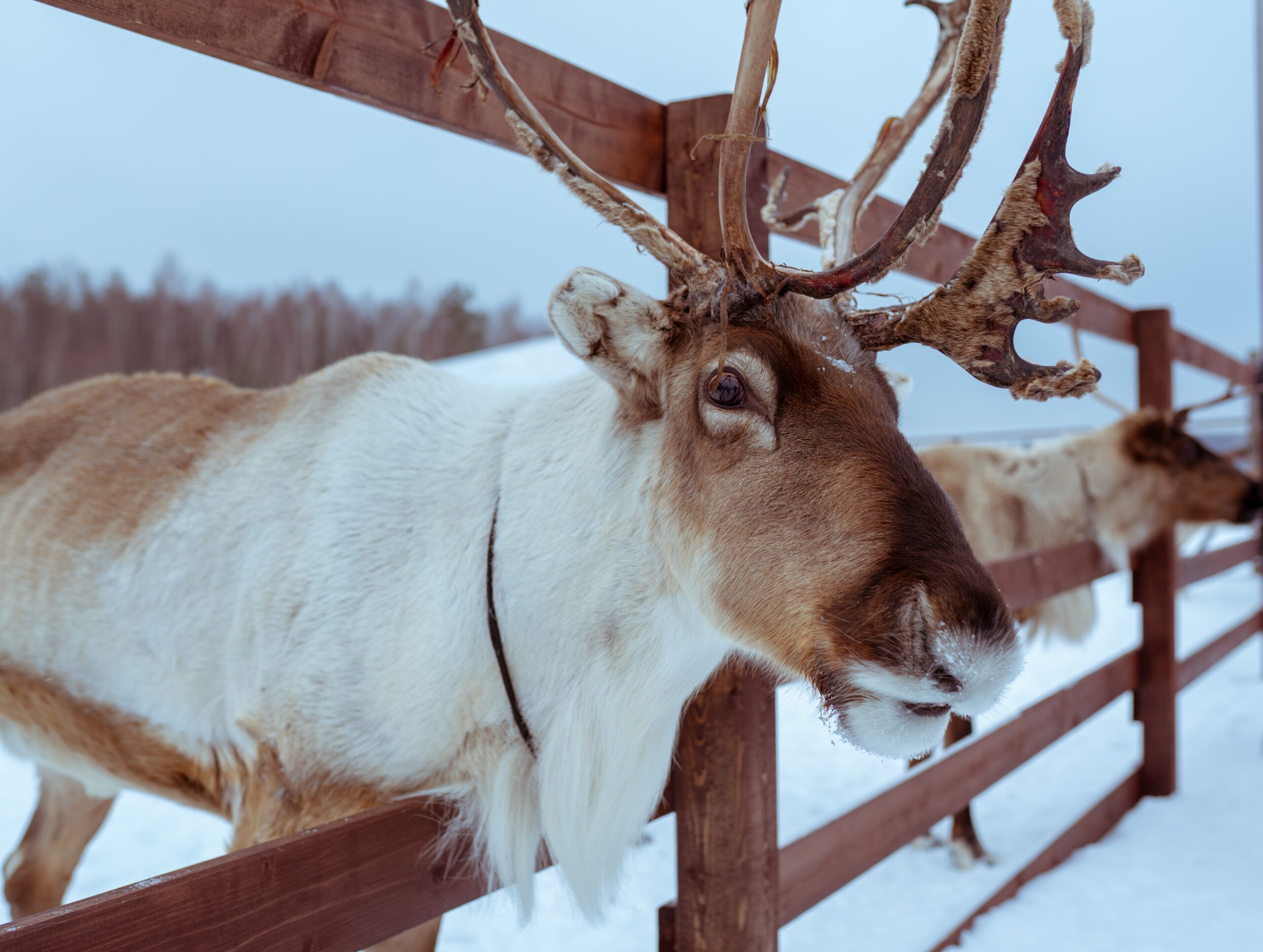 Live Reindeer